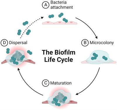 Nanotechnology in combating biofilm: A smart and promising therapeutic strategy